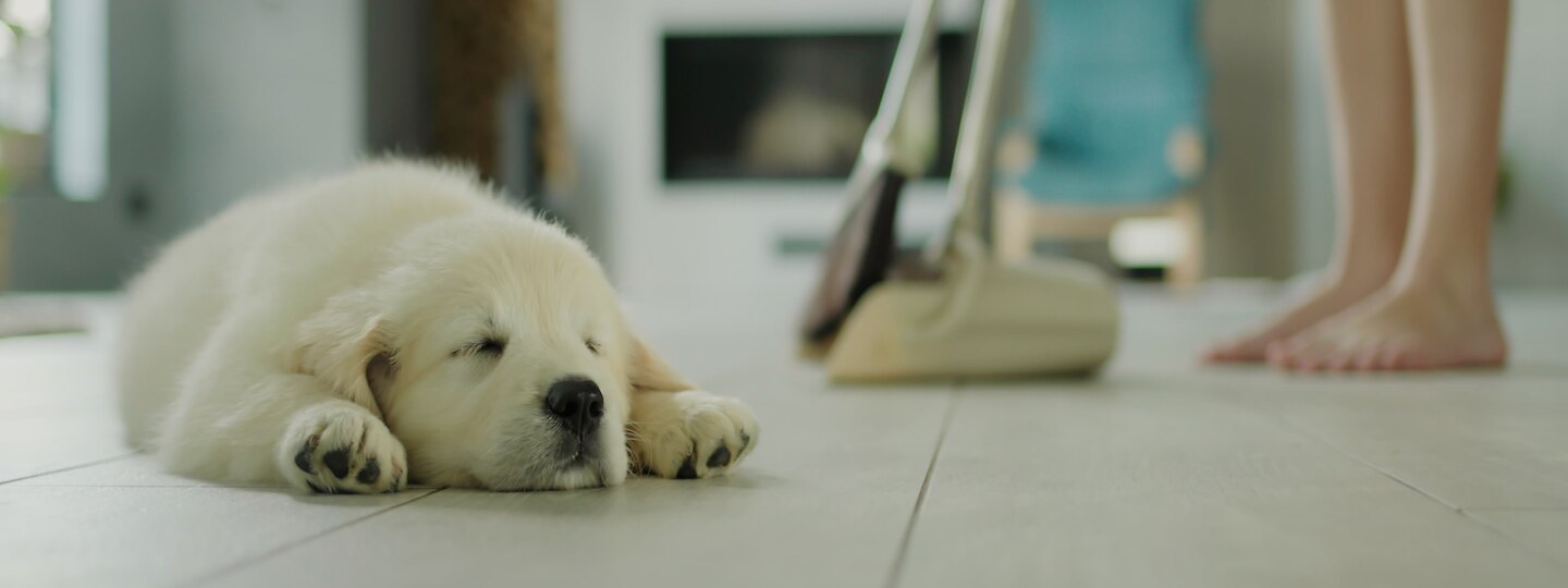 puppy sleeping on the floor while pet parent cleans 